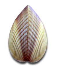 Naturheilpraxis in G&ouml;ttingen